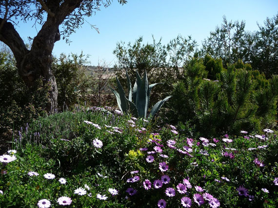 Un jardn de xerfitas, un jardn sostenible